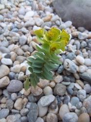 Euphorbia myrsinites - Mliečnik myrtovitý, Skalky, Oliver, 1