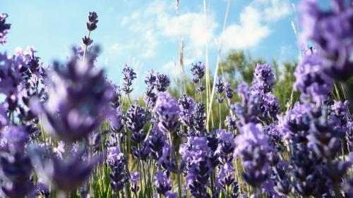 Levandula, Krásy prírody Levandula, Krásy prírody, Mira, 1