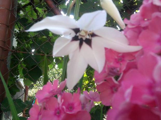 Acidanthera, hanach, 1