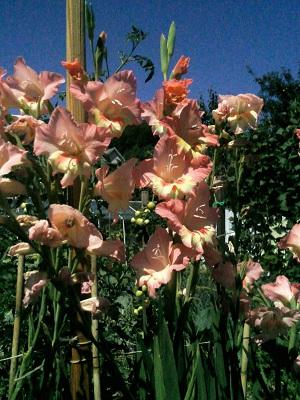 Gladiole, Okrasné záhradky Gladiole, Okrasné záhradky, evuš 50, 1