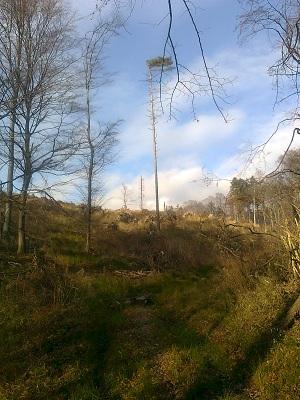 prázdne miesto po víchrici s pred dvoch rokov..., A všeličo ostatné prázdne miesto po víchrici s pred dvoch rokov..., A všeličo ostatné, Mili1, 1