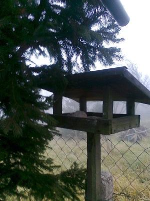 pre vtáčiky..., A všeličo ostatné pre vtáčiky..., A všeličo ostatné, Mili1, 1