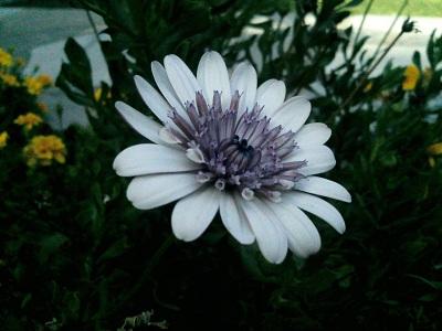 osteospermum, Okrasné záhradky osteospermum, Okrasné záhradky, evuš 50, 1