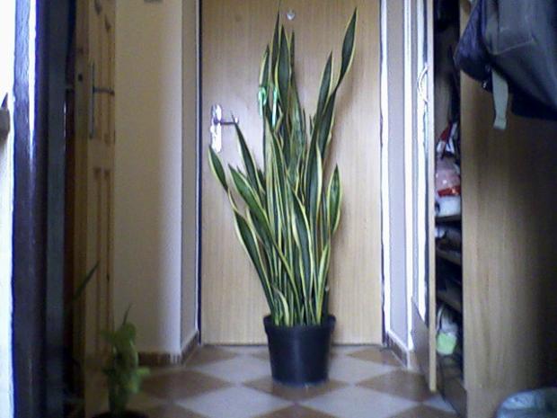 Sansevieria trojpása- svokrin jazyk, Izbové kvety Sansevieria trojpása- svokrin jazyk, Izbové kvety, tessee13, 1
