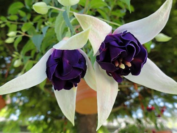 Fuchsia č. 6......."Deep Purple", Náš dvor, rosalka, 1