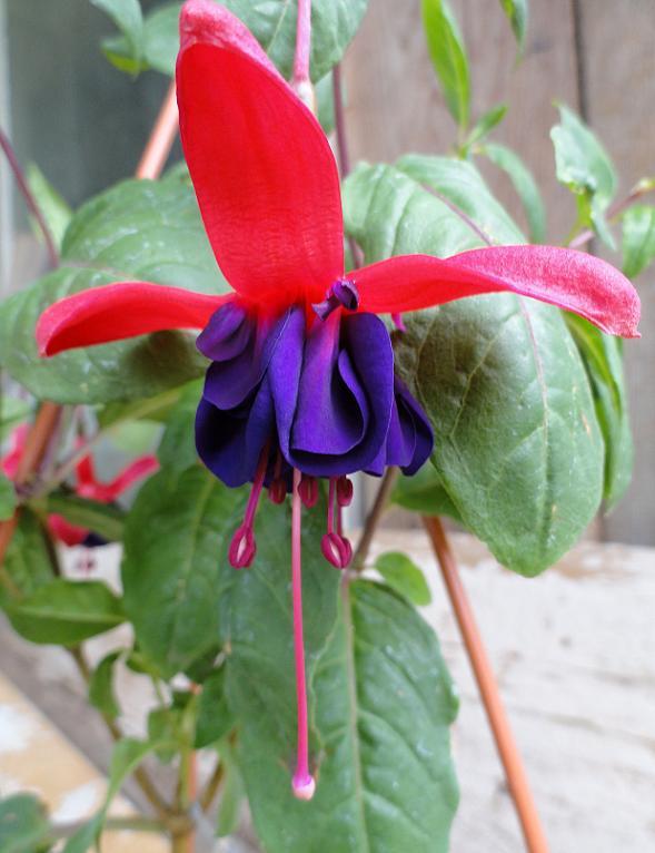 Fuchsia č.4 , Náš dvor, rosalka, 1