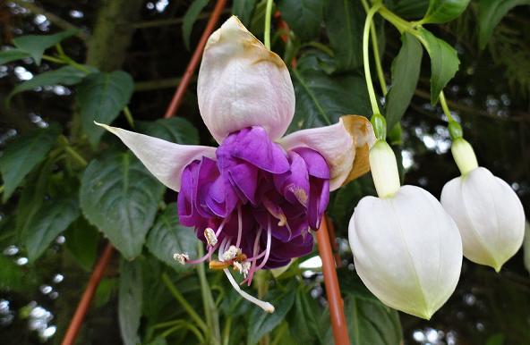 Fuchsia č.3........"Pinto de Blue", Náš dvor Fuchsia č.3........"Pinto de Blue", Náš dvor, rosalka, 1