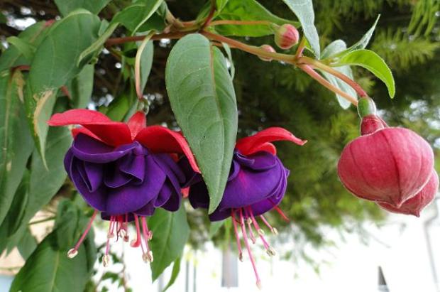 Fuchsia č.8, Náš dvor Fuchsia č.8, Náš dvor, rosalka, 1