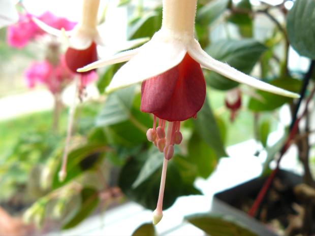 Fuksia, Náš dvor, Marian-araceae, 1