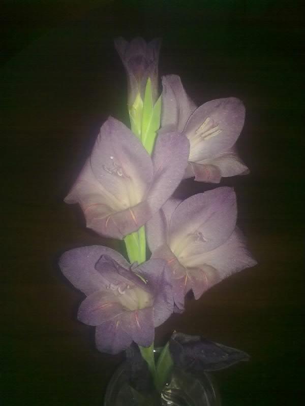Gladiola, Kvety vo váze, anicka1008, 1