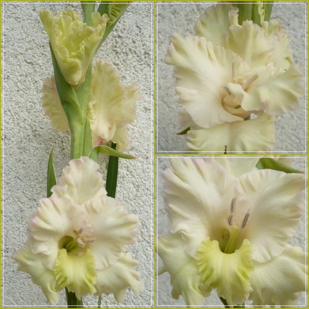 Gladiola ´GREEN GREEN´ (?), Kvetinové portréty Gladiola ´GREEN GREEN´ (?), Kvetinové portréty, alpinka, 1