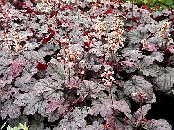 Heuchera v kvete, Okrasné záhradky, marian1, 1