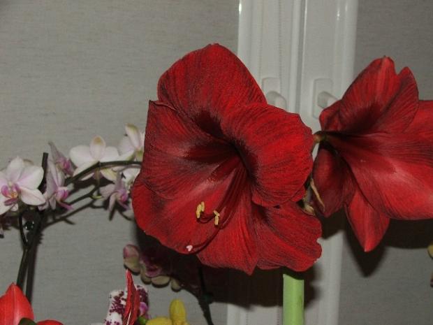 Hippeastrum 'BENFICA', Izbové kvety, micquie, 1