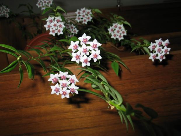 Hoya bella, Izbové kvety, Natasha, 1