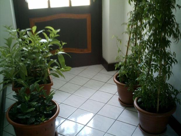 Gardénia, Jasmin, 1