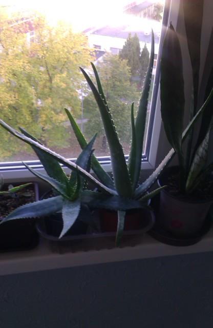 moje aloe vera , Izbové kvety, michal50741, 1