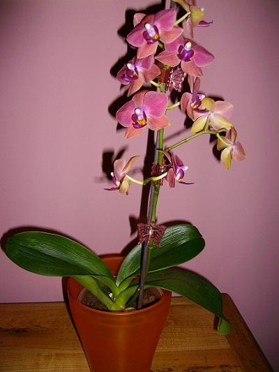 orchidka, Okenné parapety, Foza, 1