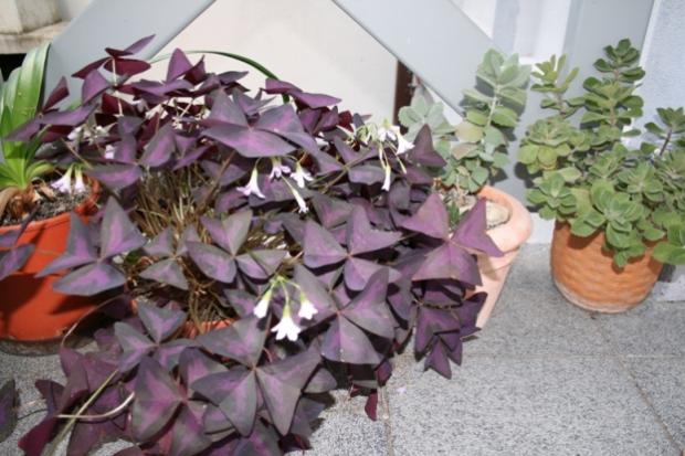oxalis, Okrasné záhradky, wanaika, 1