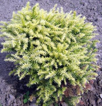 Cryptomeria Japonska -Vilmorin Gold, Okrasné záhradky Cryptomeria Japonska -Vilmorin Gold, Okrasné záhradky, athos17, 1