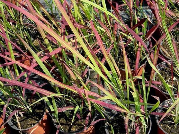 Imperata cylindrica 'Red Baron', Okrasné záhradky, marian1, 1