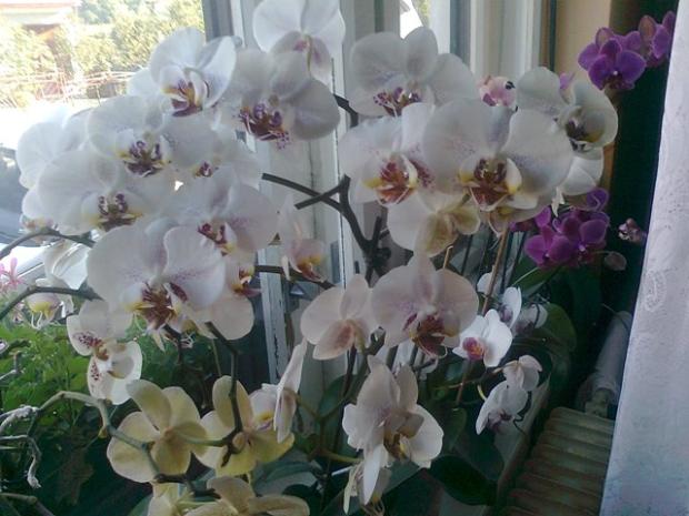 plné okno kvetov- orchideii, Okenné parapety, janajs, 1
