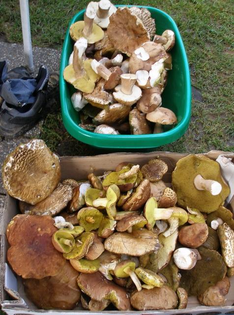 manzelov ulovok, A všeličo ostatné manzelov ulovok, A všeličo ostatné, KALENA, 1