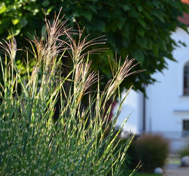 Miscanthus sin. ´Zebrinus´ a jesenné kvitnutie , Okrasné záhradky, , 1