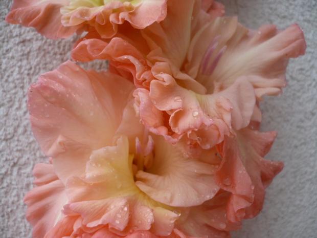 Gladiola ´MEDITACE´ - detail, Kvetinové portréty, alpinka, 1