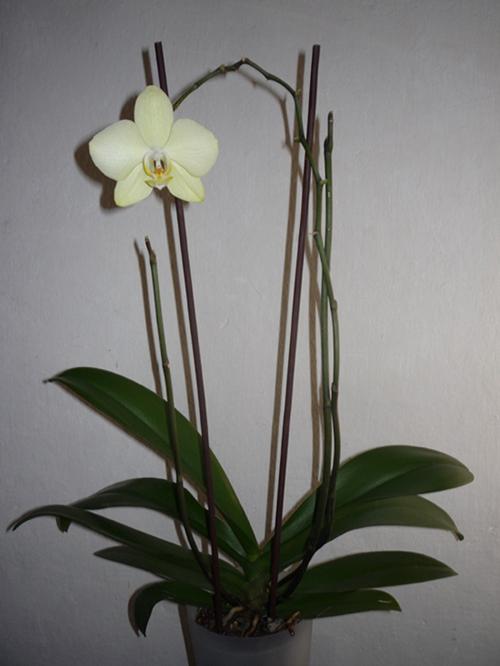 Zelený phalaenopsis, Izbové kvety Zelený phalaenopsis, Izbové kvety, Shin-green, 1