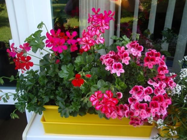 Mix pelargonii v jednom truhliku, Okenné parapety, Zero, 1