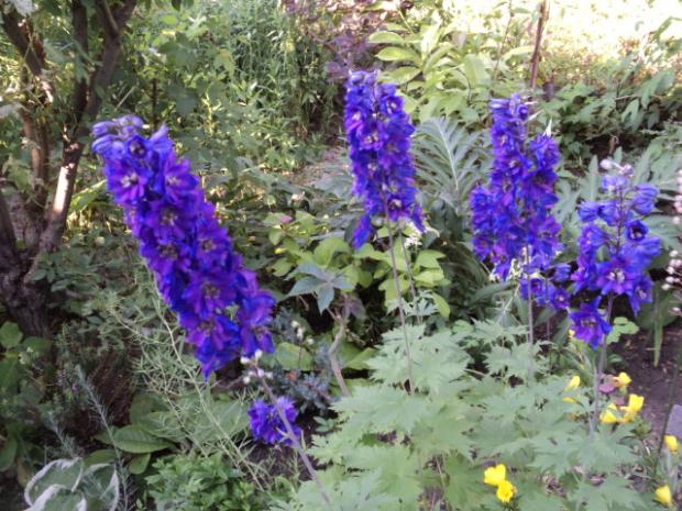 delphinium, Okrasné záhradky delphinium, Okrasné záhradky, ludmila42, 1