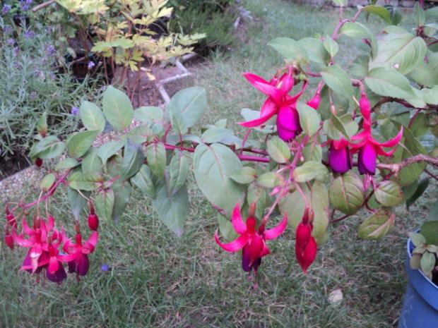 fuchsia-prezimovaná, Okrasné záhradky fuchsia-prezimovaná, Okrasné záhradky, ludmila42, 1