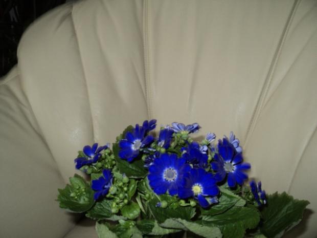 starček- cineraria, Izbové kvety starček- cineraria, Izbové kvety, ludmila42, 1