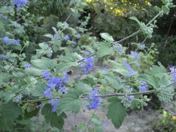bradavec (caryopteris), Okrasné záhradky bradavec (caryopteris), Okrasné záhradky, ludmila42, 1
