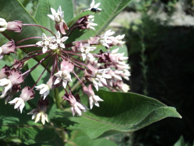 papagájovec- asclepias, Okrasné záhradky papagájovec- asclepias, Okrasné záhradky, ludmila42, 1