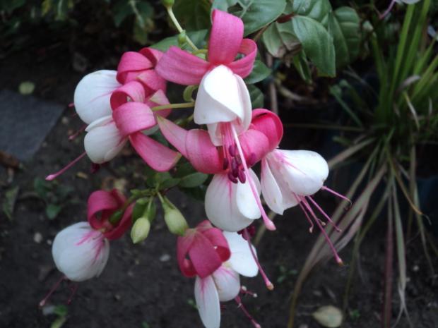 fuchsia, Okrasné záhradky fuchsia, Okrasné záhradky, ludmila42, 1