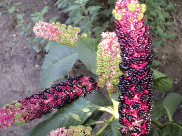 líčidlo americké (phytolacca americana), Okrasné záhradky líčidlo americké (phytolacca americana), Okrasné záhradky, ludmila42, 1