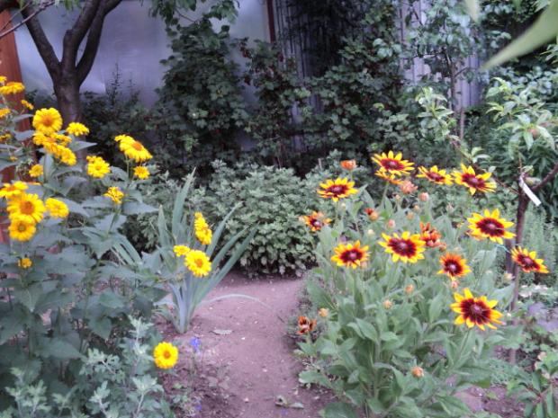 janeba a rudbekia, Okrasné záhradky janeba a rudbekia, Okrasné záhradky, ludmila42, 1