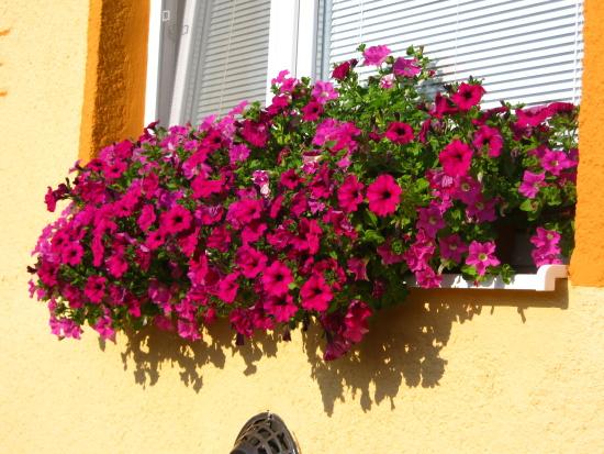 dnešné kvitnutie, Okenné parapety dnešné kvitnutie, Okenné parapety, amarylka, 1