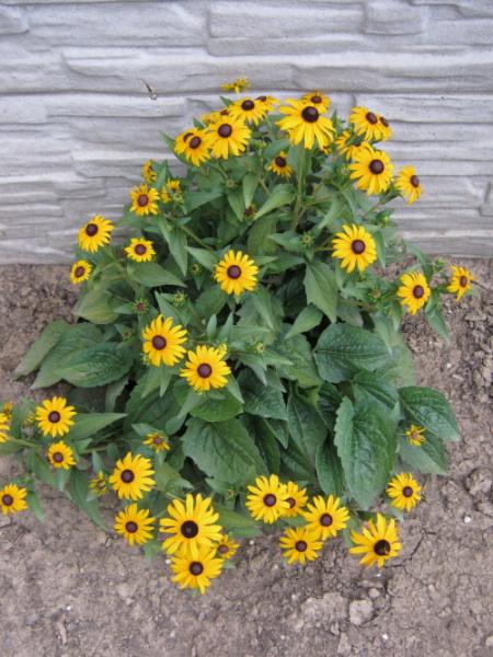je to rudbekia???, Okrasné záhradky je to rudbekia???, Okrasné záhradky, amarylka, 1