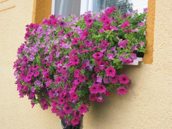 vytvorili srdiečko, Okenné parapety vytvorili srdiečko, Okenné parapety, amarylka, 1