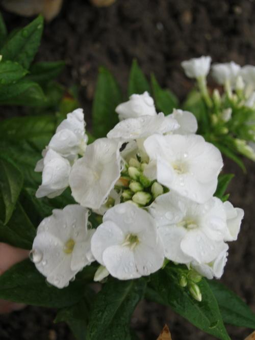 biely flox od majkava, Okrasné záhradky, amarylka, 1