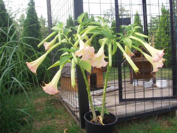 datura, Náš dvor, teniluja, 1