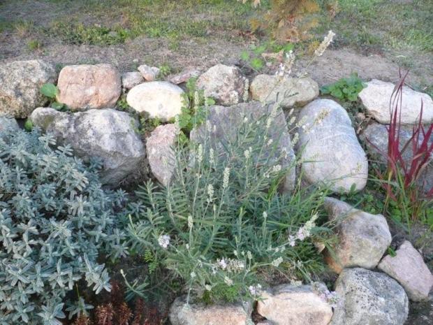 Biela levandula, Okrasné záhradky, evo, 1