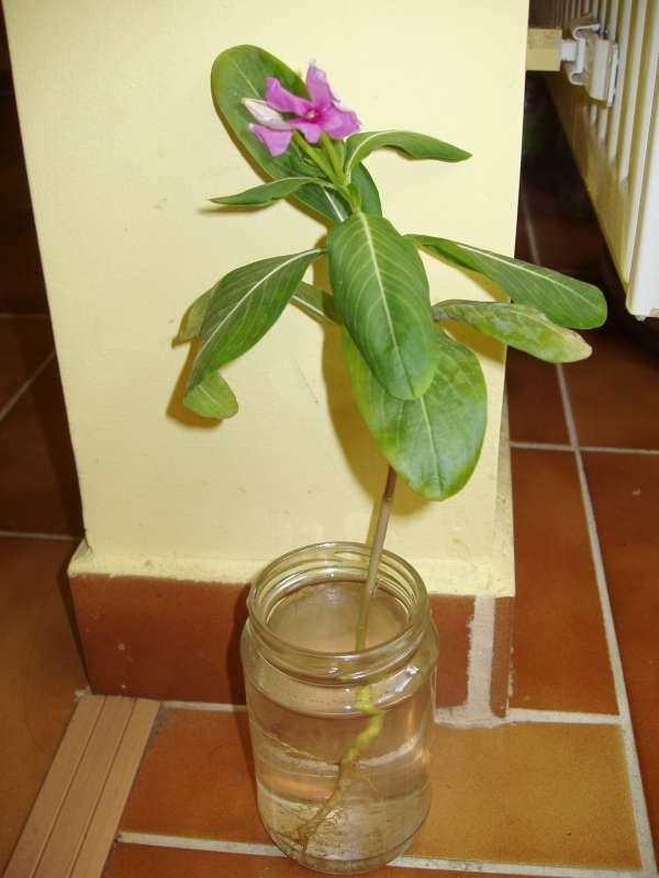 Darček z Turecka, Okrasné záhradky Darček z Turecka, Okrasné záhradky, ebru, 1