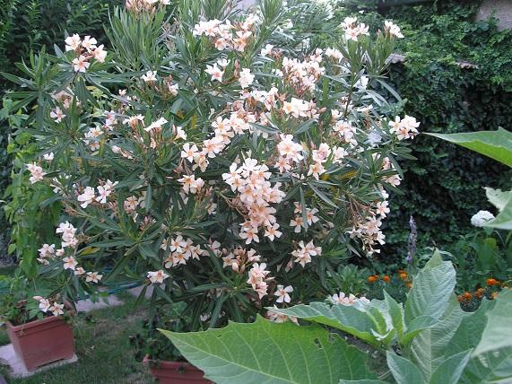 oleander zlty, Náš dvor, veronika59, 1