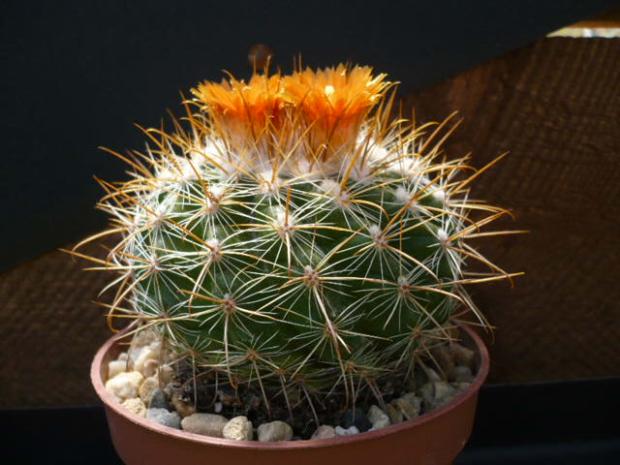 Parodia, Kaktusy, tiper, 1