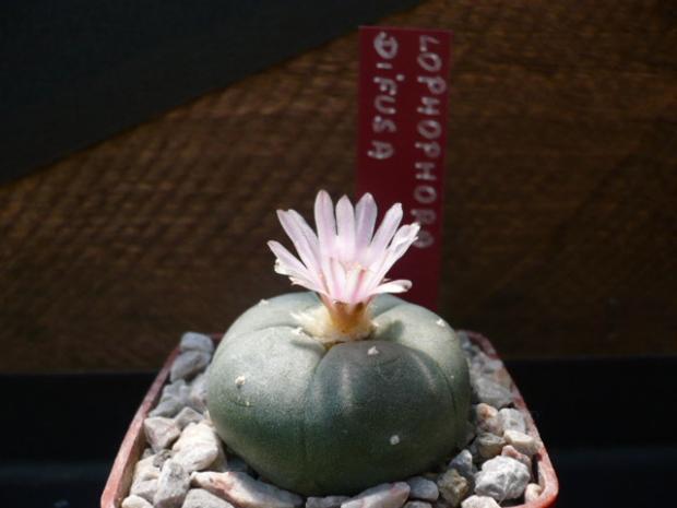 Lophophora difusa, Kaktusy, tiper, 1