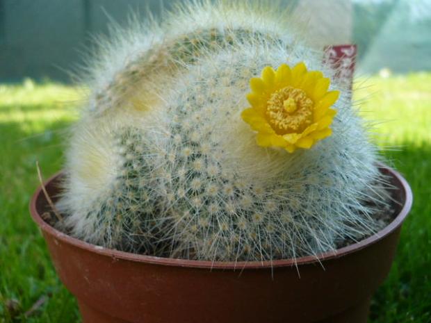 Parodia chrysacantha, Kaktusy, tiper, 1