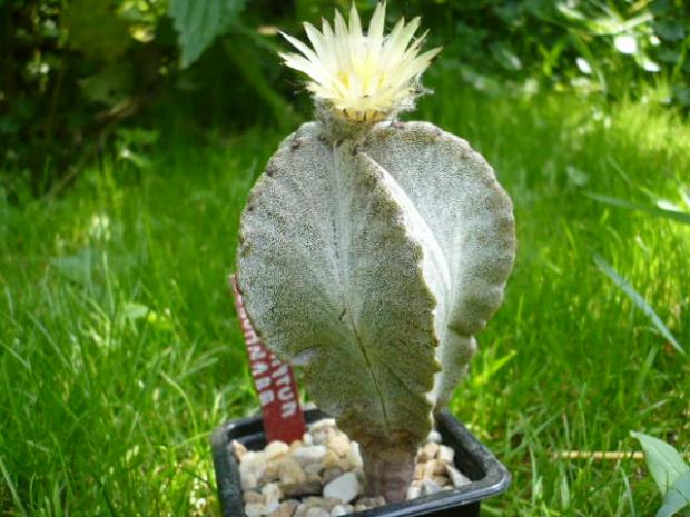 Astrophytum columnare, Kaktusy, tiper, 1